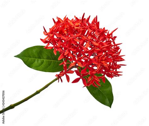 Ixora Coccinea Flower Red Ixora With Leaves Isolated On White