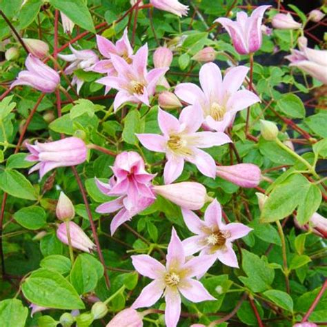 Clematis Mienie Belle Texensis Group For Sale Online In Eu Directly