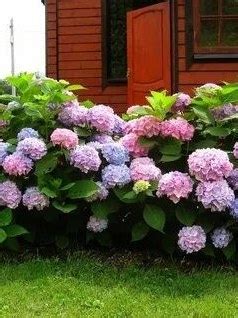 Гортензия крупнолистная или садовая (Hydrangea macrophylla)
