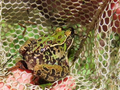 Maryland Biodiversity Project Mid Atlantic Coast Leopard Frog