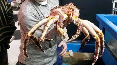 Rare Alaskan Red King Crab Lands At Fishermans Market A Delicacy Not