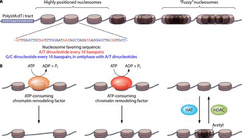 Cis And Trans Factors Affecting Nucleosome Positioning In S Cerevisiae