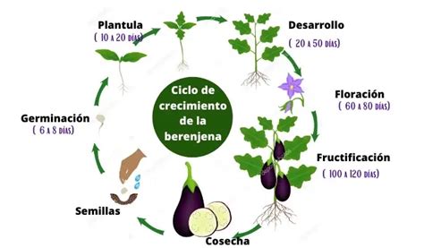 Etapas De Crecimiento De La Berenjena Wiki Agronomia