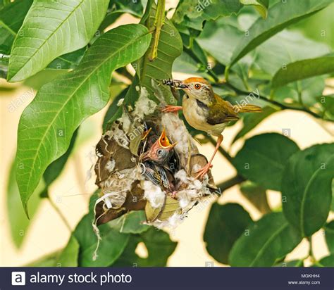 Tailor Bird Nest Stock Photos & Tailor Bird Nest Stock Images - Alamy