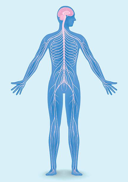 Clip Art Nervous System