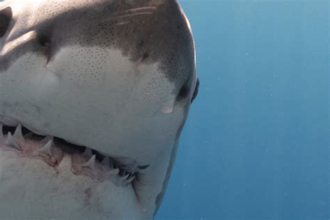 Taking Action To Save Sharks Shark Allies