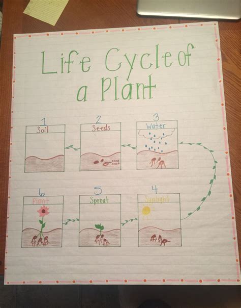 Plant Life Cycle Anchor Chart