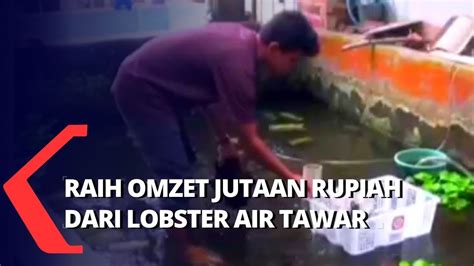 Kiat Pemuda Sukabumi Raih Omzet Jutaan Rupiah Dari Budidaya Lobster Air