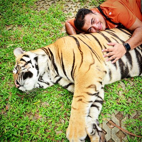 Tiger kingdom experience Phuket Thailand - TRAVEL INFO