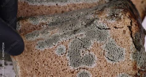 Take A Dangerous Pieces Of Bread Covered With Mold On The Table A Loaf