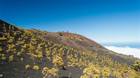 ‘discovering Canary Islands El Reality Que Te Animará A Viajar A