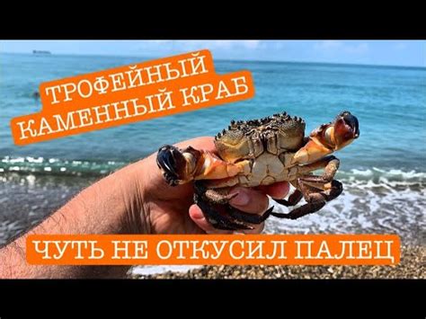 Я ДУМАЛ, ЭТО КАМЕНЬ. ЕЛЕ ВЫТАЩИЛ ЭТОГО МОНСТРА. - YouTube