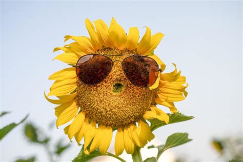 Details Girasol Gigante Abzlocal Mx