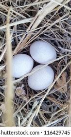 Two White Bird Eggs Nest Stock Photo Shutterstock