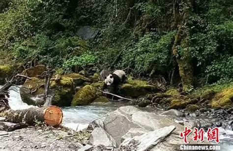 四川宝兴村民发现野生熊猫下山喝水：年纪不大很可爱中国青年网