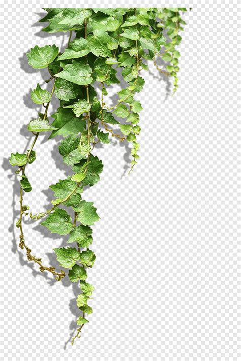 Green Leafed Plant Plant Vine Tree Flower Vine S Leaf Branch Png