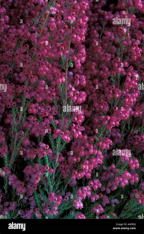 Erica gracilis hi-res stock photography and images - Alamy