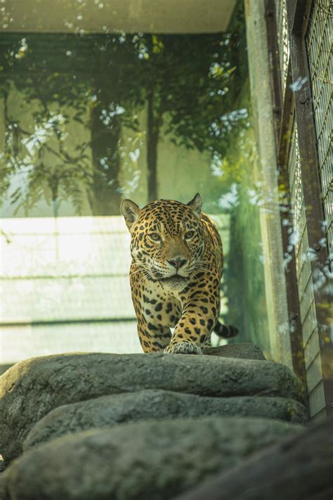 Attentive Leopard Walking On Stones In Sanctuary · Free Stock Photo