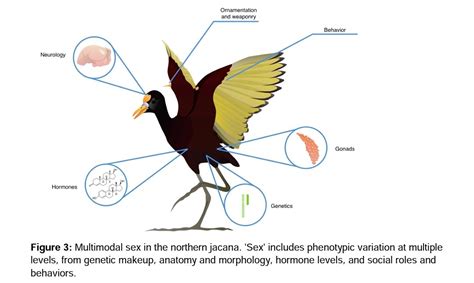 Alexander On Twitter The Multimodal Model Of Sex Presented In This