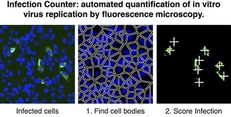 Viruses Free Full Text Infection Counter Automated Quantification Of In Vitro Virus