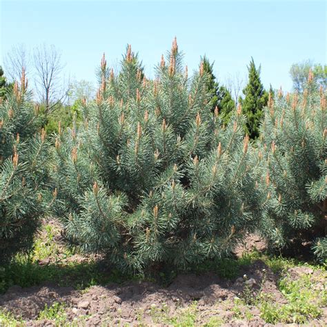 Pinus Sylvestris Watereri Watereri Scots Pine Doty Nurseries