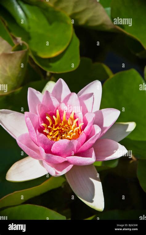 How Water Lily Hi Res Stock Photography And Images Alamy