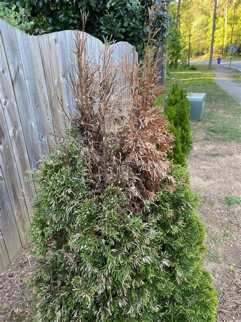 Centipede Fertilizing Walter Reeves The Georgia Gardener