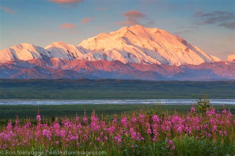 Fireweed at Sunset | Denali National Park, Alaska. | Photos by Ron ...
