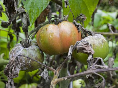 Tomaten Krankheiten Erkennen Und Bek Mpfen