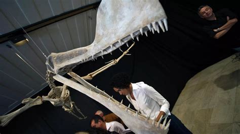 New Species Of Pterosaur Found In Africa Angola