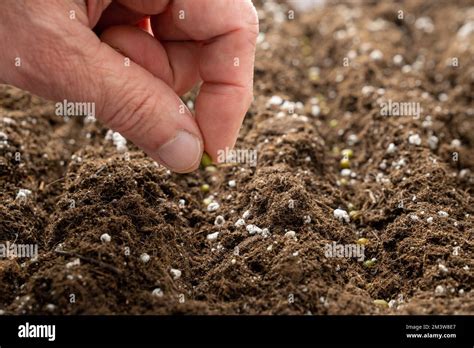 Planting A Seed Stock Photo Alamy