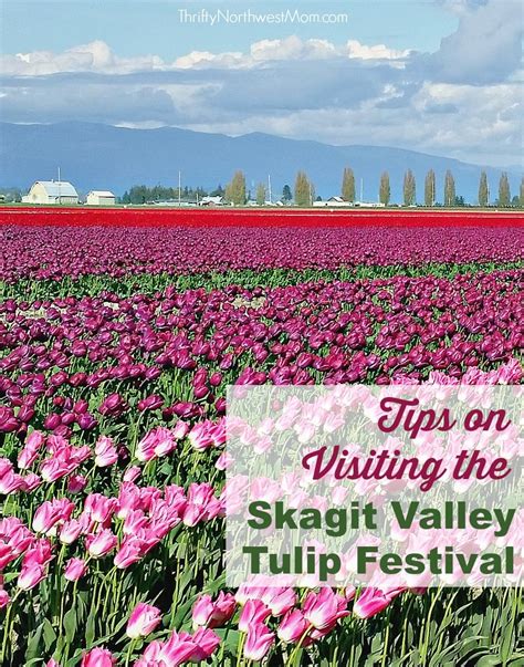 Skagit Valley Tulip Festival Tips And Places To Visit