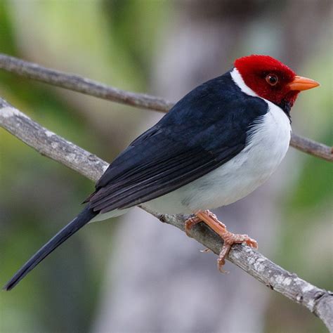 Foto Cavalaria Paroaria Capitata Por Silvia Faustino Linhares Wiki