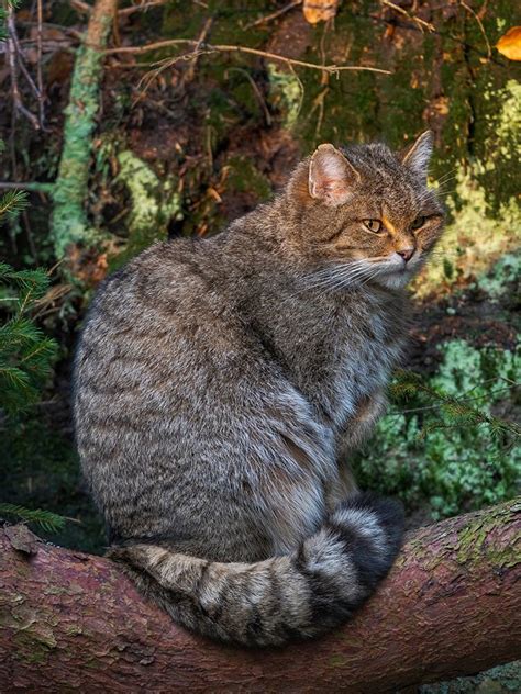 Somerset House - Images. EUROPEAN WILDCAT IN NATIONAL PARK BAVARIAN ...