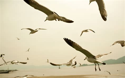 Seagulls Wallpaper 2560x1600 75047
