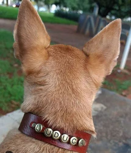 Coleira Personalizada Couro Legítimo Cachorro Pequeno médio