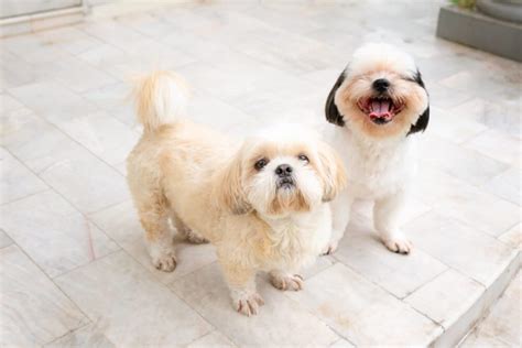 Shih Tzu Weight Chart – What to Expect from Your Dog or Puppy - Raised ...