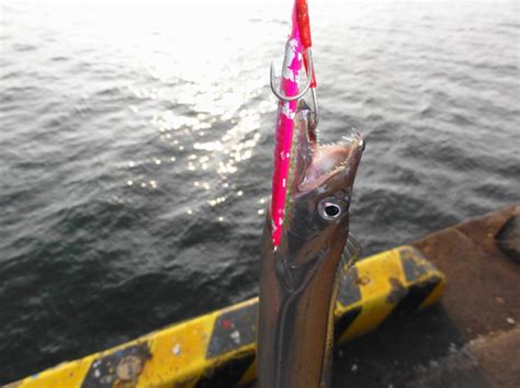 太刀魚釣行 ～鬼嫁条例には逆らえません～ 風来坊はどこへいく・・・六姉妹のアウトドア