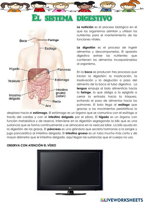 Sistema Digestivo Para Segundo De Primaria Fichas Educativas The Best