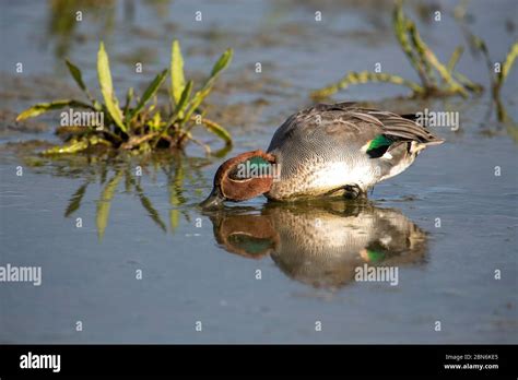 BIRD. Teal (male duck ) feeding in muddy water, Norfolk UK Stock Photo - Alamy