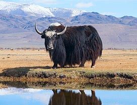 Yak - Wikipedia