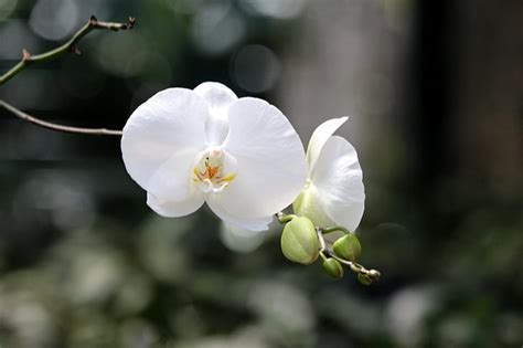 Free photo: white orchid, flower orchid, plant, orchid, flower ...