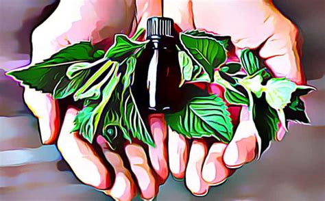 10 Peppermint Essential Oil Benefits These May Surprise You