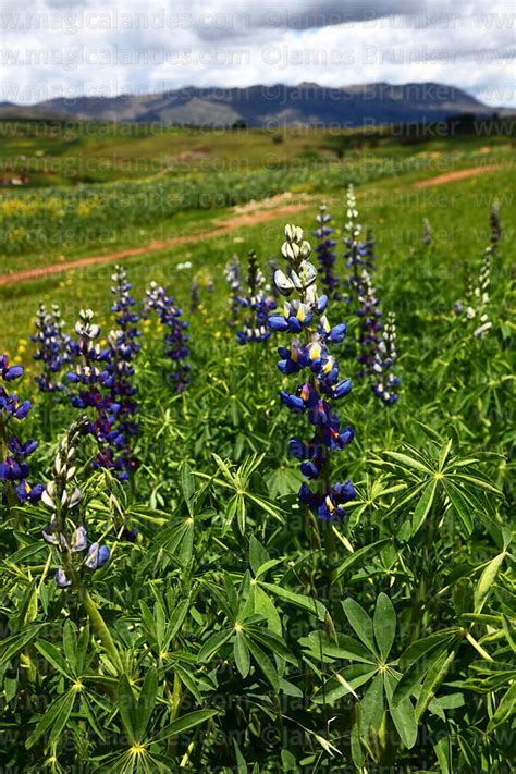 Magical Andes Photography Field Of Lupinus Mutabilis Known Locally