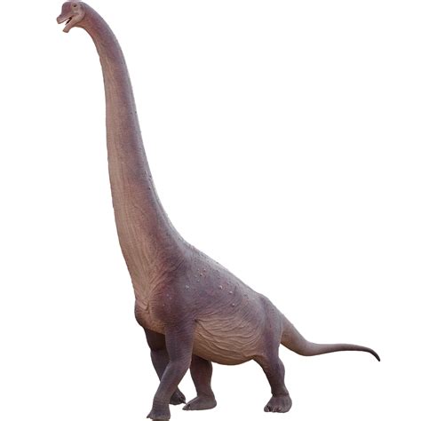 Brachiosaurus Facts Dinosaurs