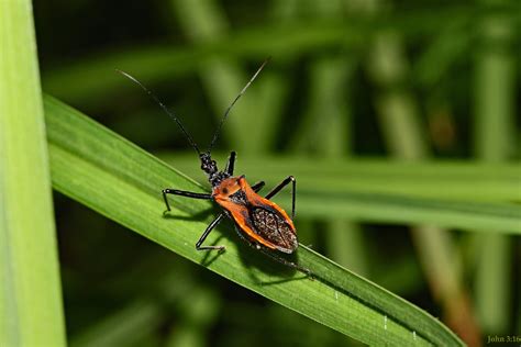 The Assassin Hbbbt Spiny Orange Assassin Bug Gminatus A Flickr