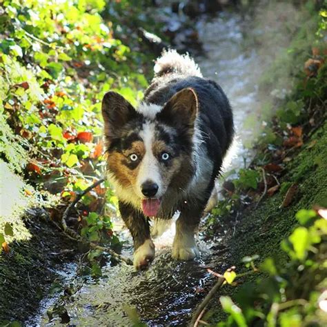 Top 10 Most Popular Herding Dog Breeds