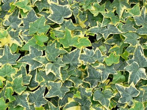 Hedera Helix Goldchild Ivy Goldchild From Plantworks Nursery