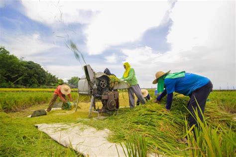 Palay Output Noong Nakalipas Na Taon Umabot Sa Record High Na