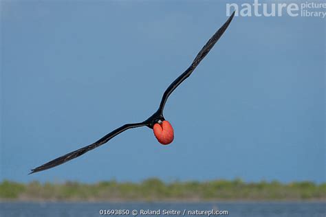 Stock Photo Of Male Magnificent Frigate Bird Fregata Magnificens In